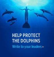 Help protect the Japan dolphins